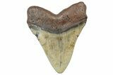 Fossil Megalodon Tooth - North Carolina #298898-1